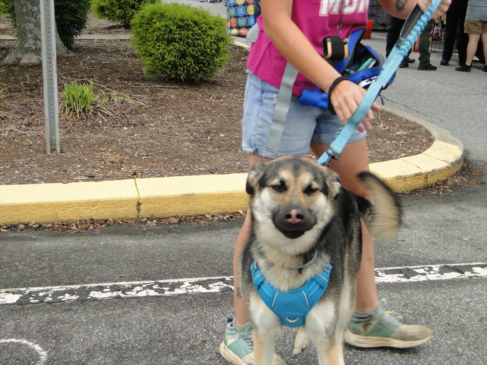 Ok, now for one of my favorites - cute doggies enjoying the day!